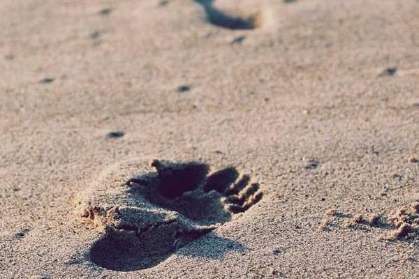 Migraciones y adaptación